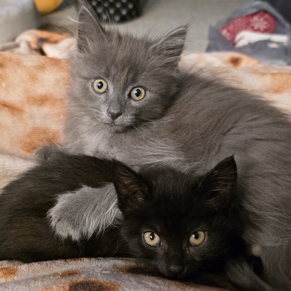 😻 Meet Your Posher's Cats! 😻 - Picture 3 of 16